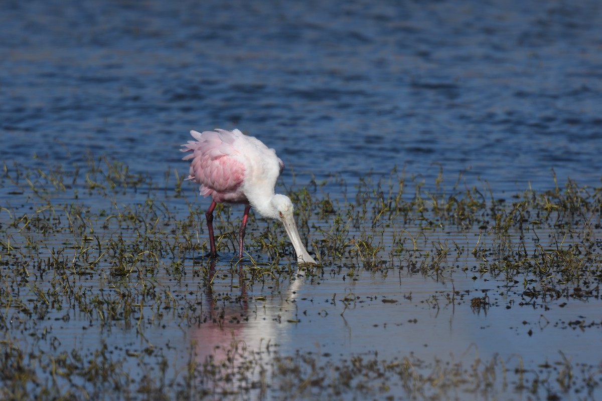 Косар рожевий - ML646082969