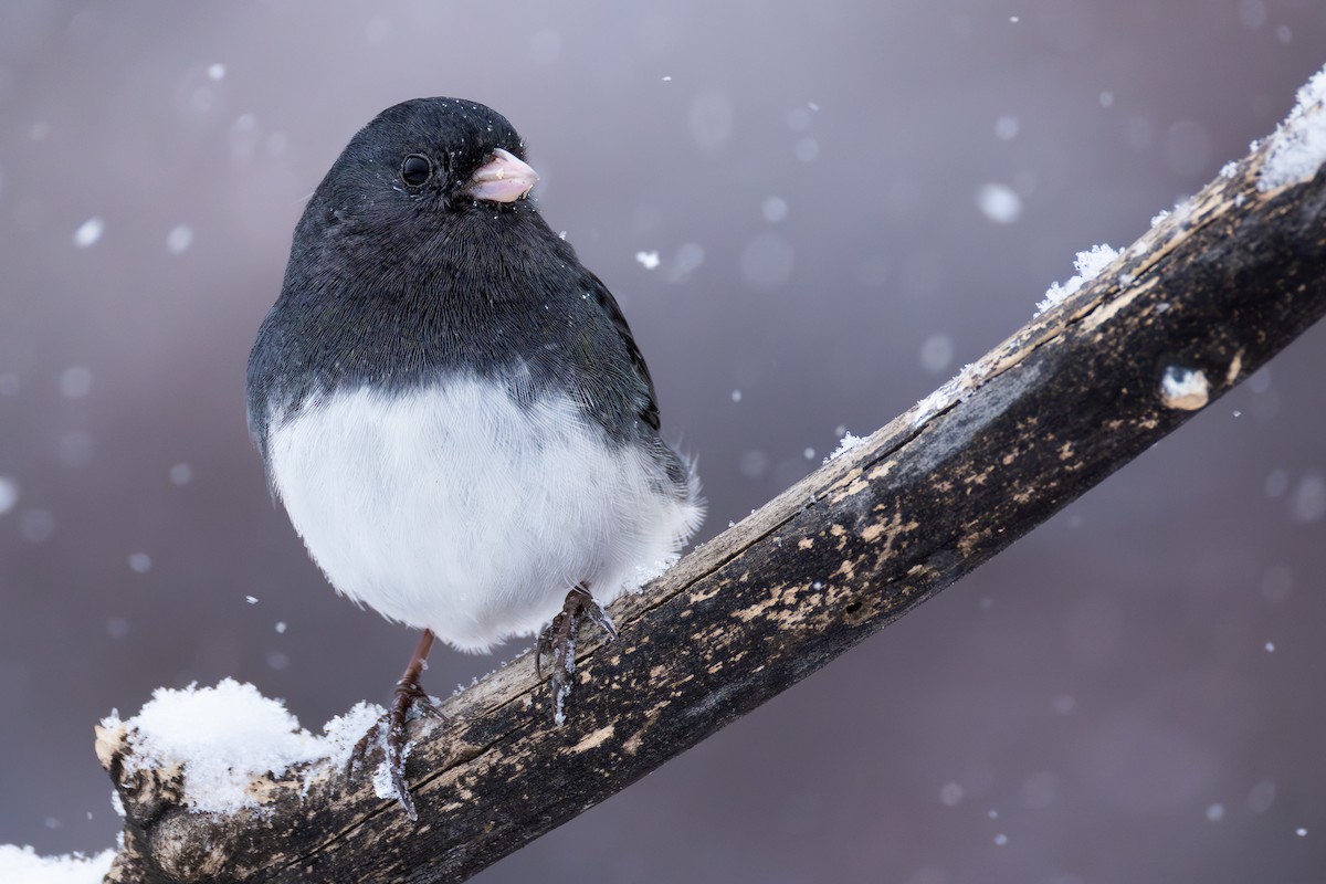 Dark-eyed Junco - ML646082972