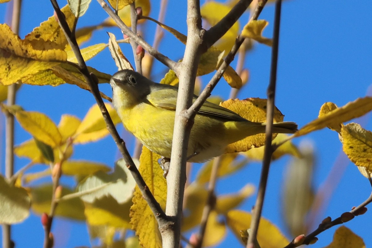 Nashville Warbler - ML646082974