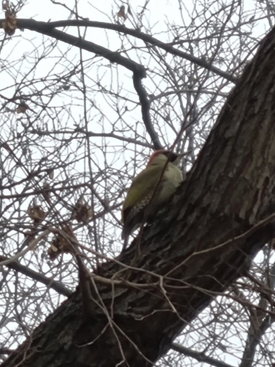 žluna zelená - ML646082977