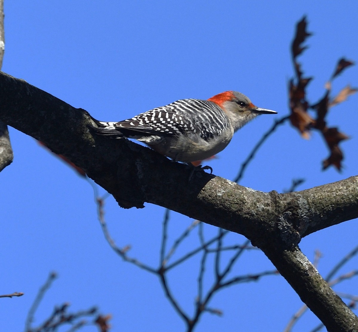 Red-bellied Woodpecker - ML646082994