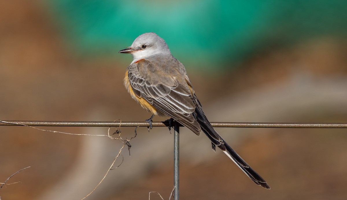 Scissor-tailed Flycatcher - ML646082996