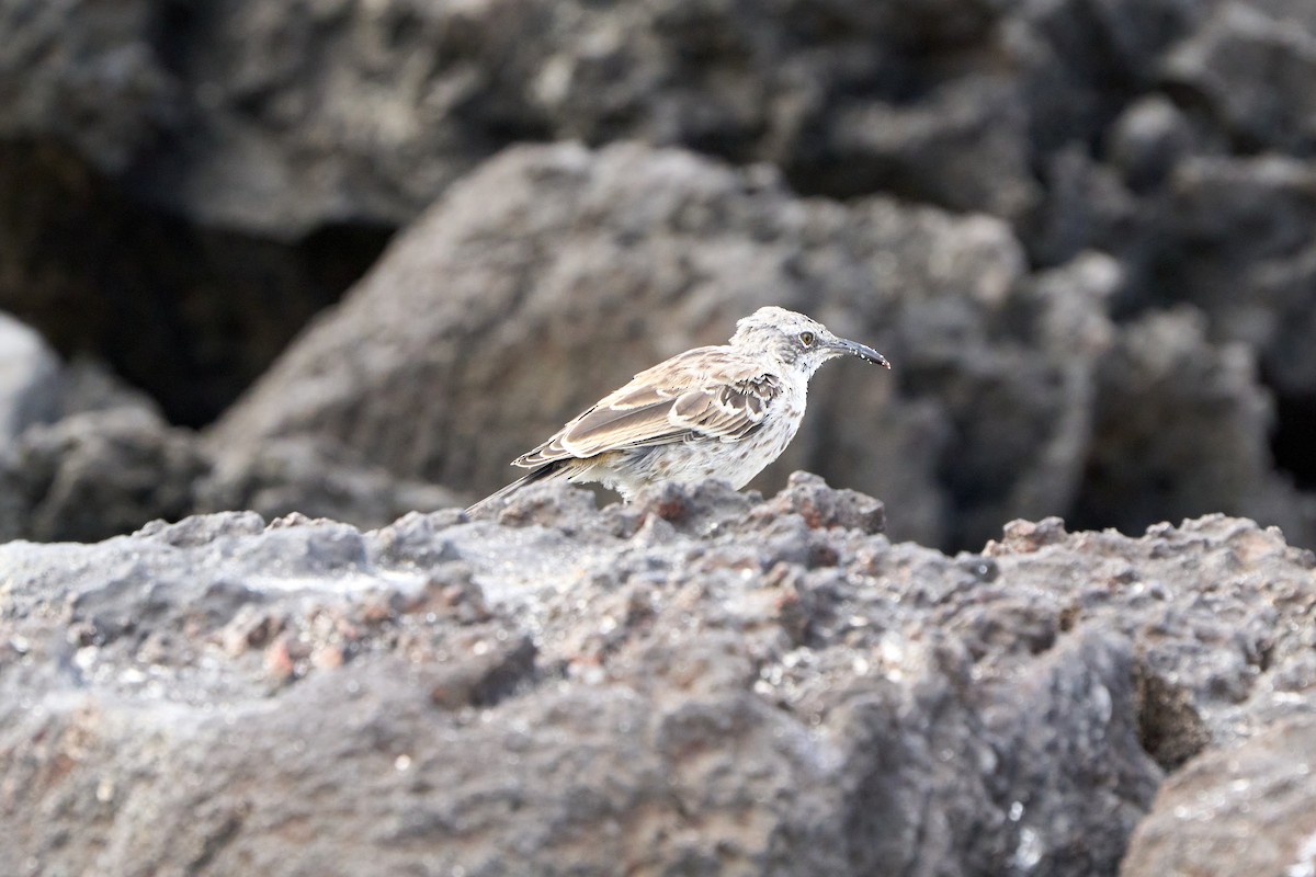 Пересмішник еспаньйольський - ML646082997