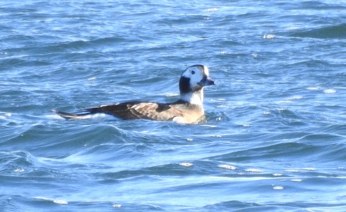 Long-tailed Duck - ML646083002