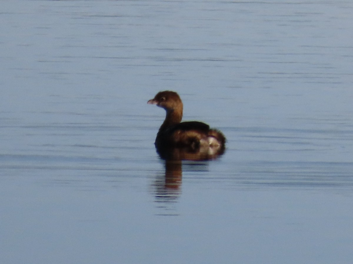 Pied-billed Grebe - ML646083010