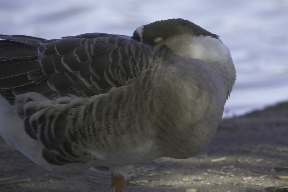 Ánsar Cisnal (variedad doméstica) - ML646083011