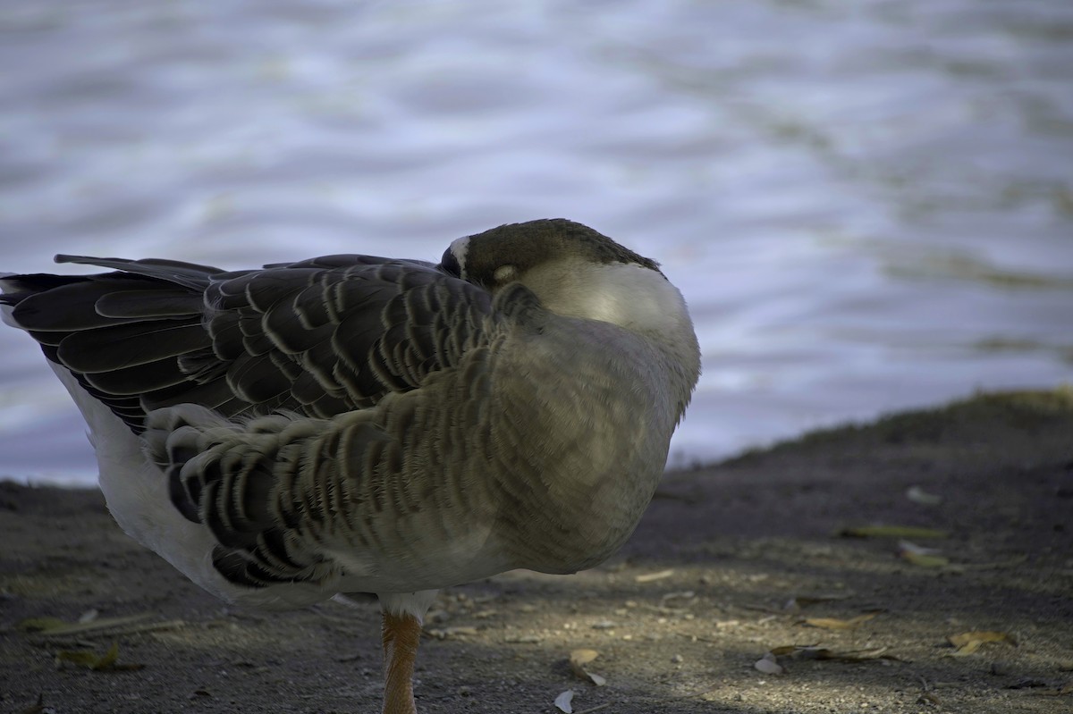 Ánsar Cisnal (variedad doméstica) - ML646083012