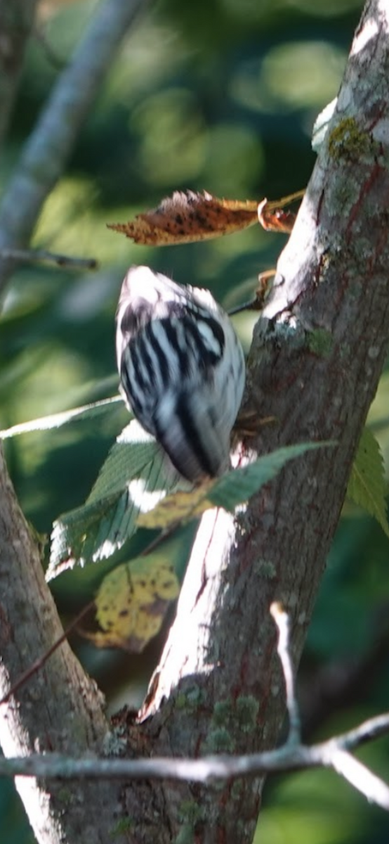Black-and-white Warbler - ML646083013