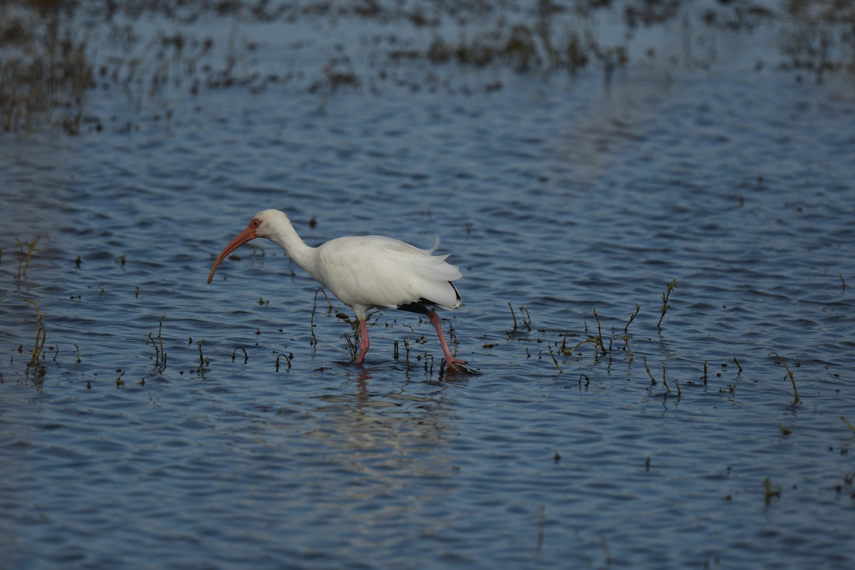 White Ibis - ML646083017