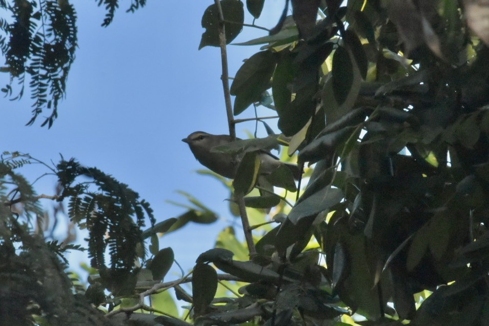 Yucatan Vireo - ML646083018