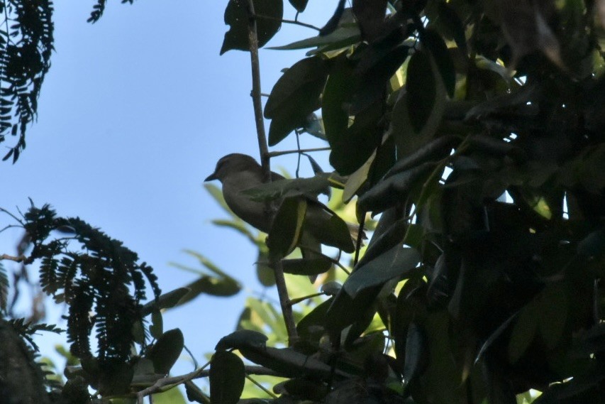 Yucatan Vireo - ML646083019