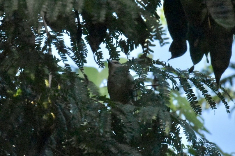 Yucatan Vireo - ML646083020