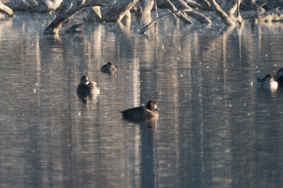 小斑背潛鴨 - ML646083022