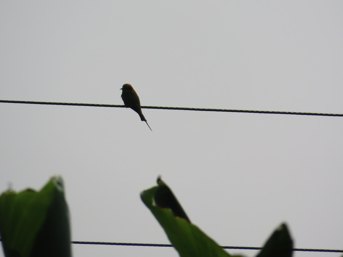 Бджолоїдка мала - ML646083026