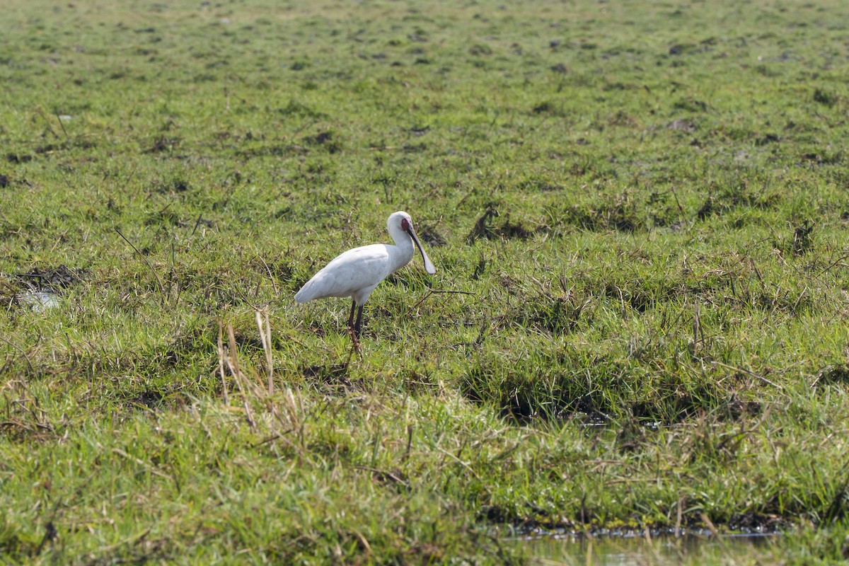 Косар африканський - ML646083028