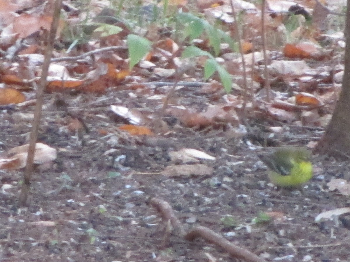 Pine Warbler - ML646083029