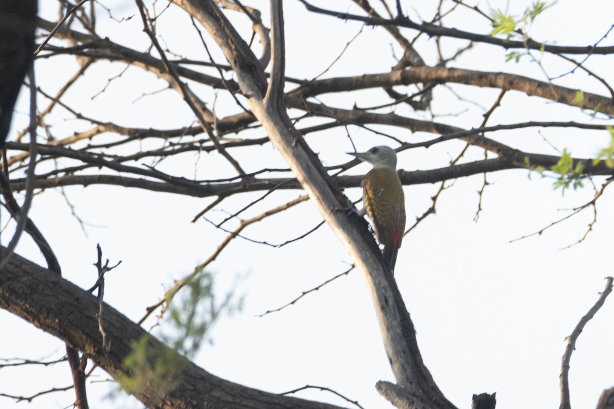 Дятел сірошиїй - ML646083030