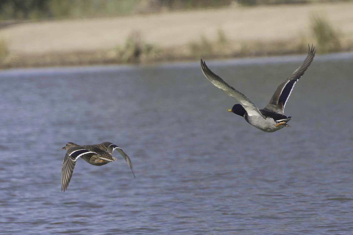 Крижень звичайний - ML646083031