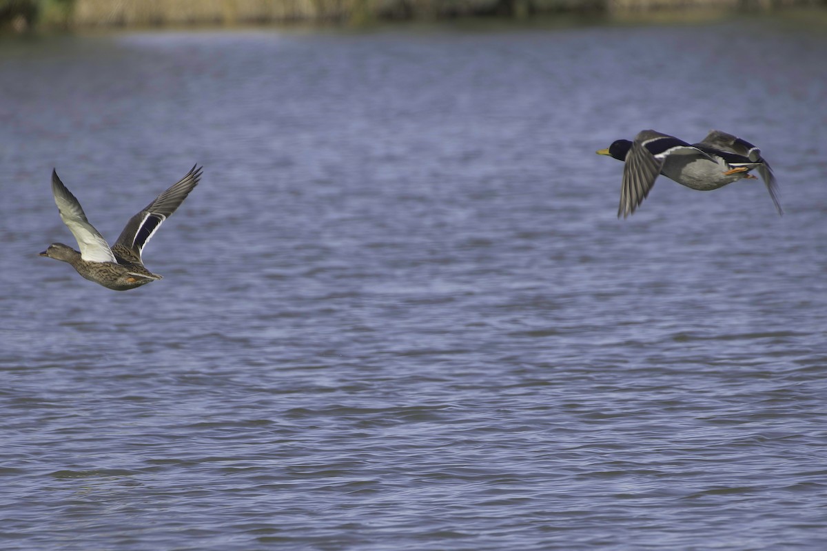 Крижень звичайний - ML646083032