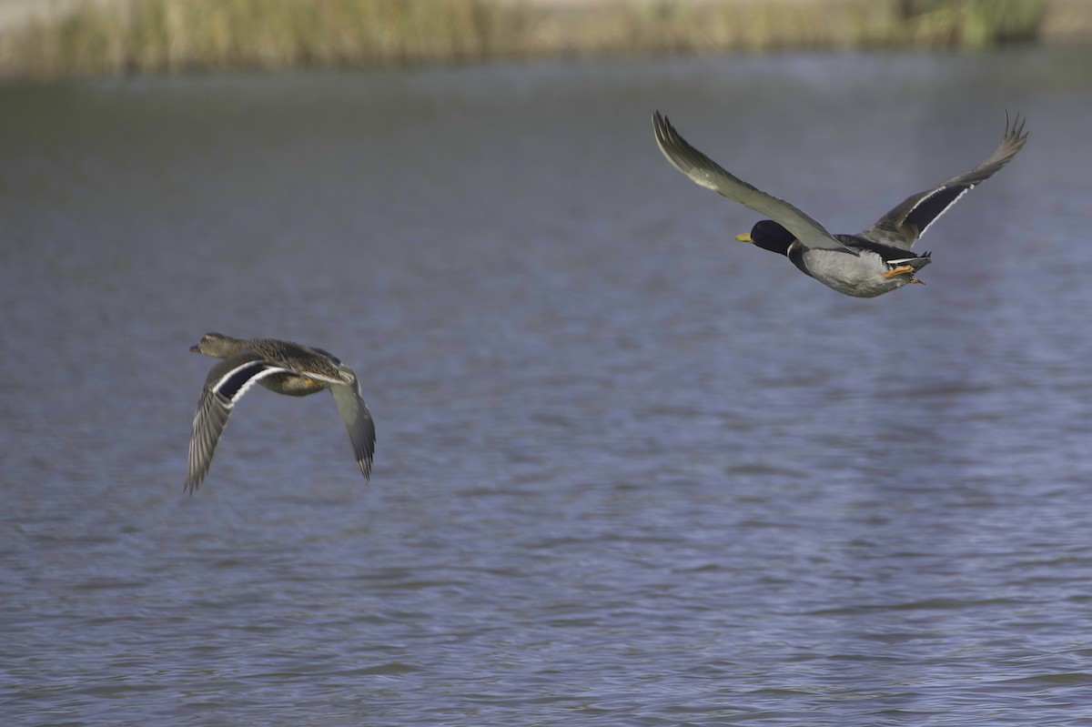 Крижень звичайний - ML646083033