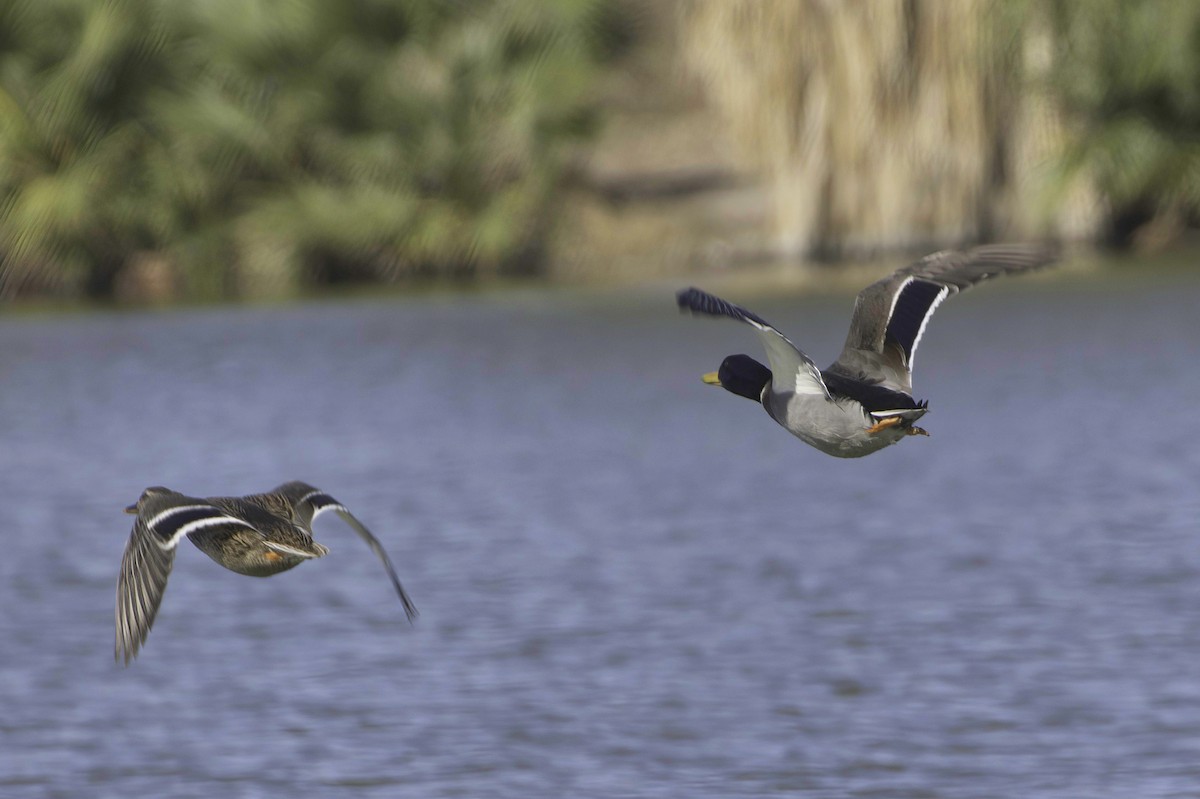 Крижень звичайний - ML646083034