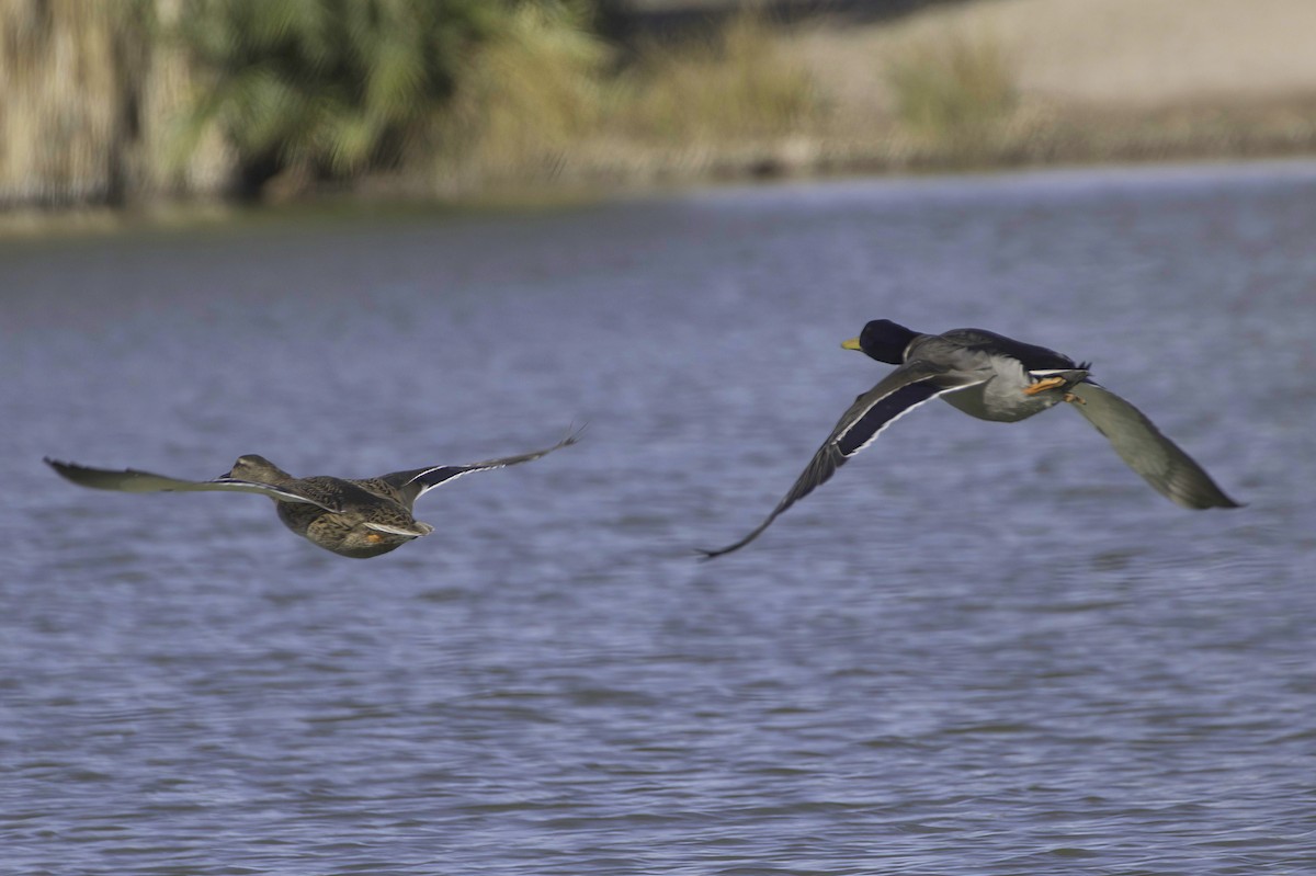 Крижень звичайний - ML646083035