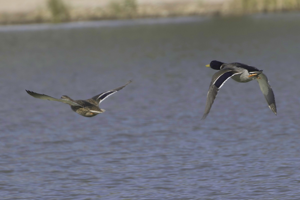 Крижень звичайний - ML646083036