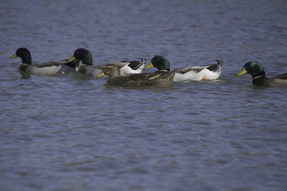Крижень звичайний - ML646083037