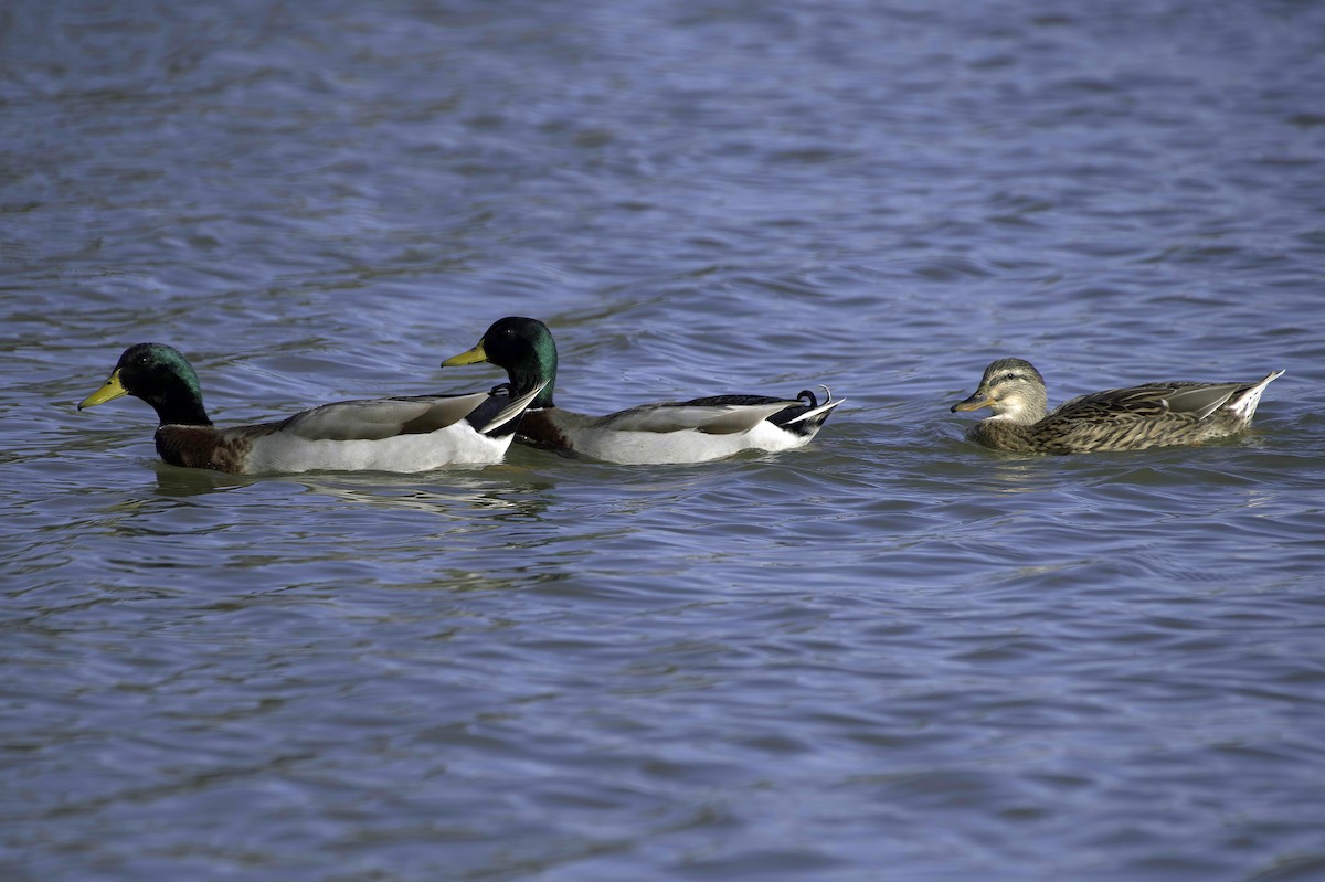 Крижень звичайний - ML646083038