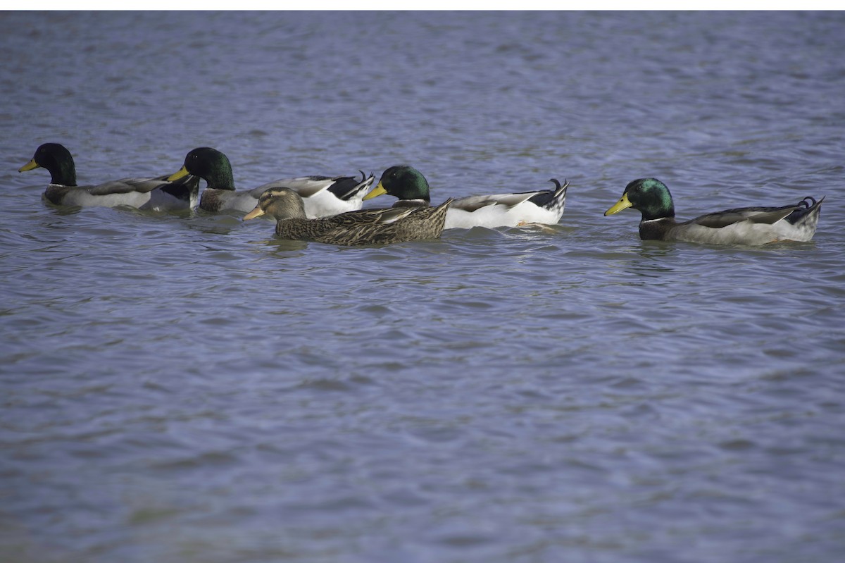 Крижень звичайний - ML646083040