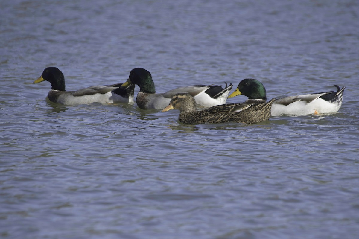 Крижень звичайний - ML646083041