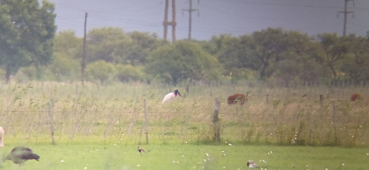 Jabiru - ML646083042