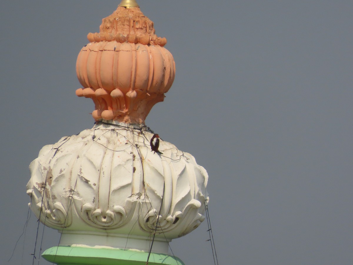 Альціон білогрудий - ML646083043