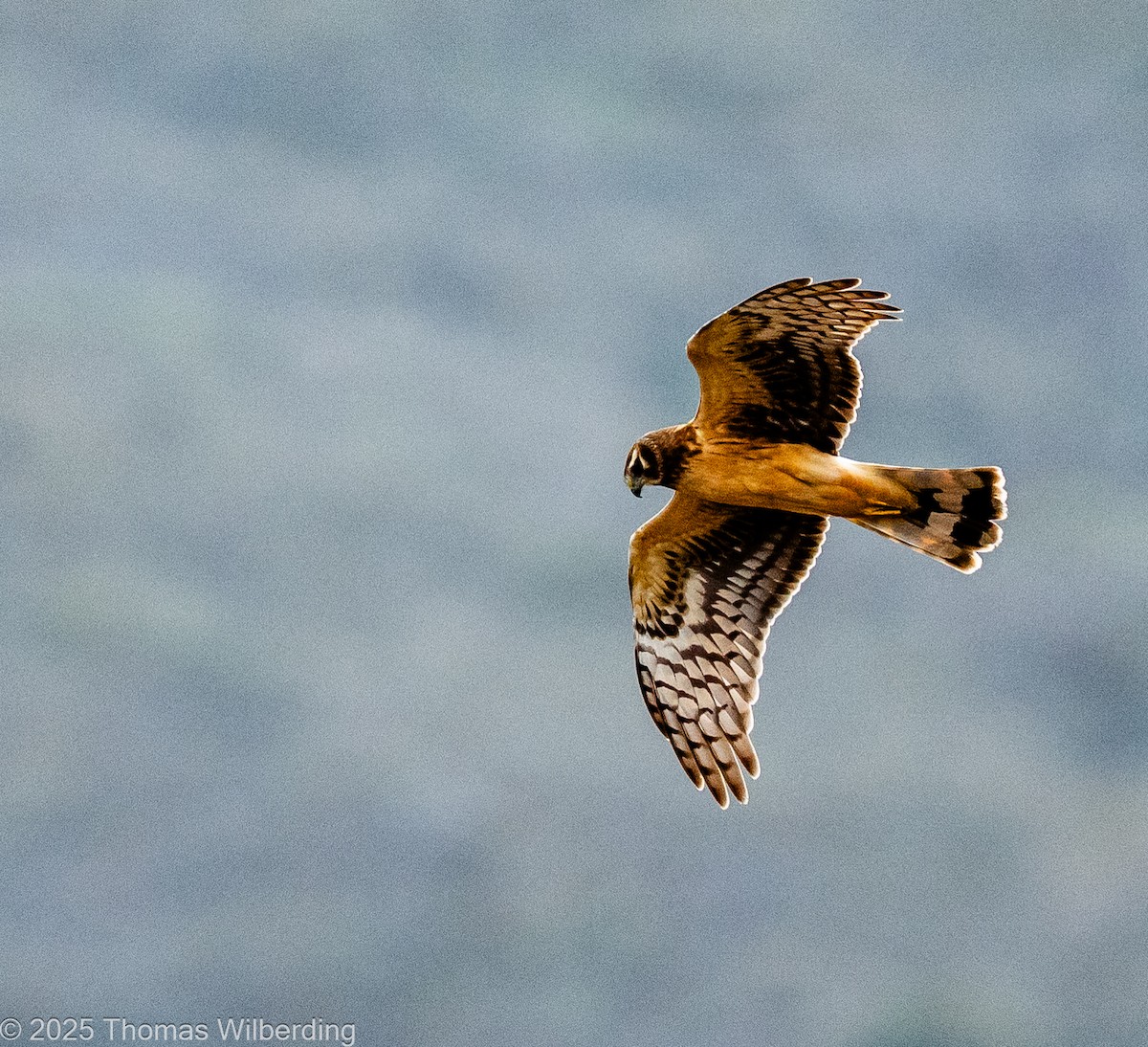 Лунь американський - ML646083044