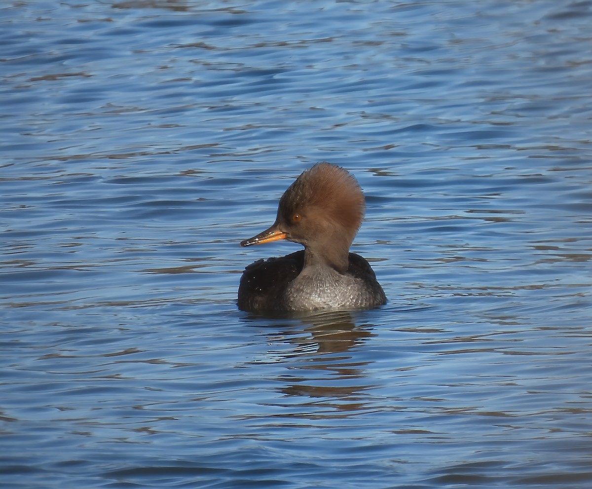 Крех жовтоокий - ML646083045