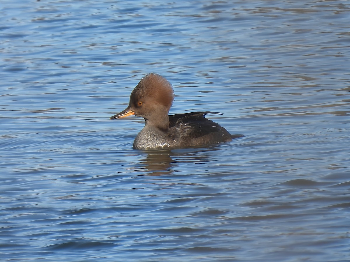 Крех жовтоокий - ML646083046