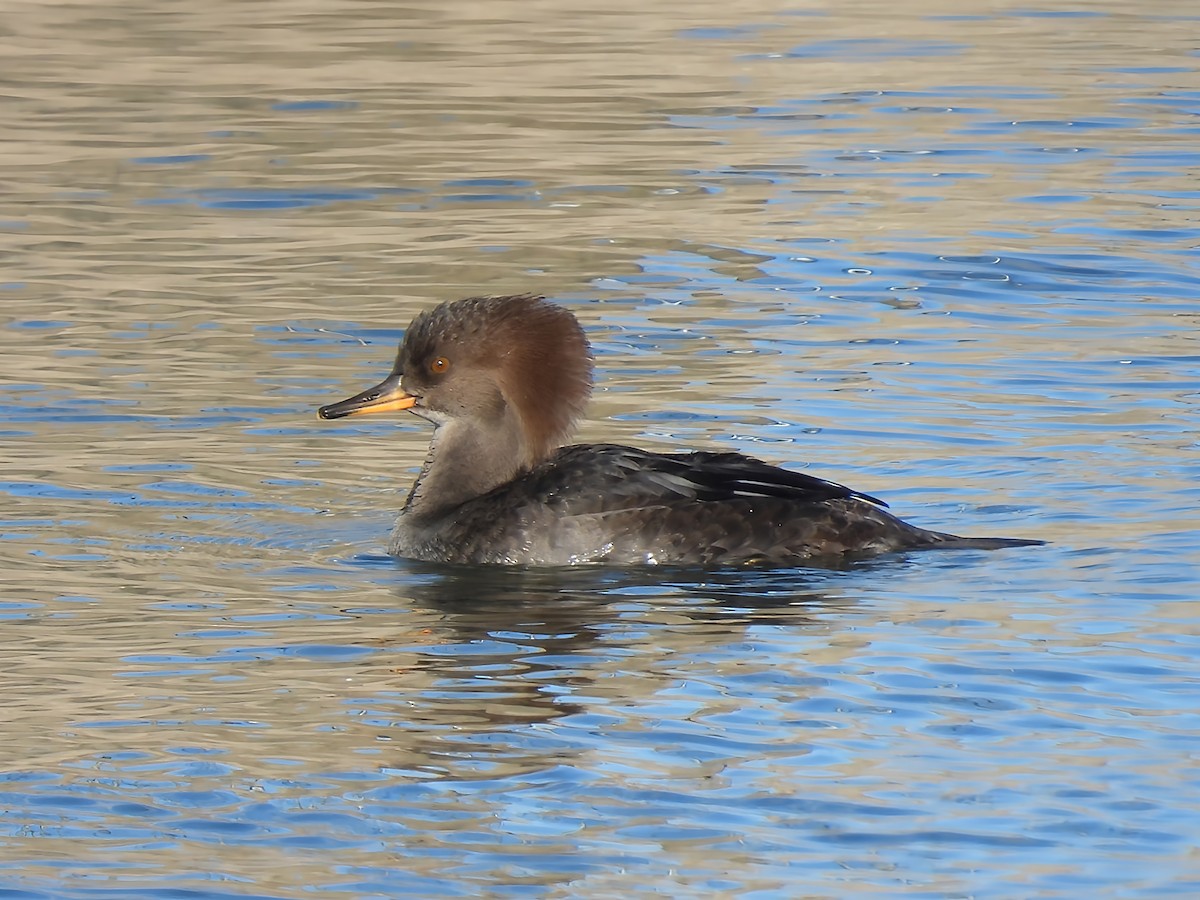 Крех жовтоокий - ML646083047