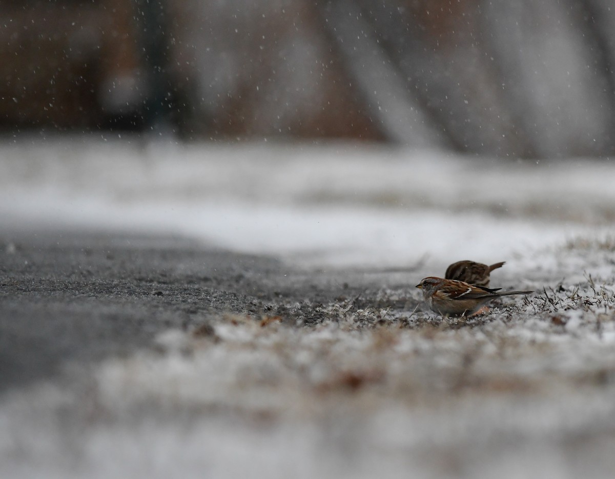 Пасовник північний - ML646083048