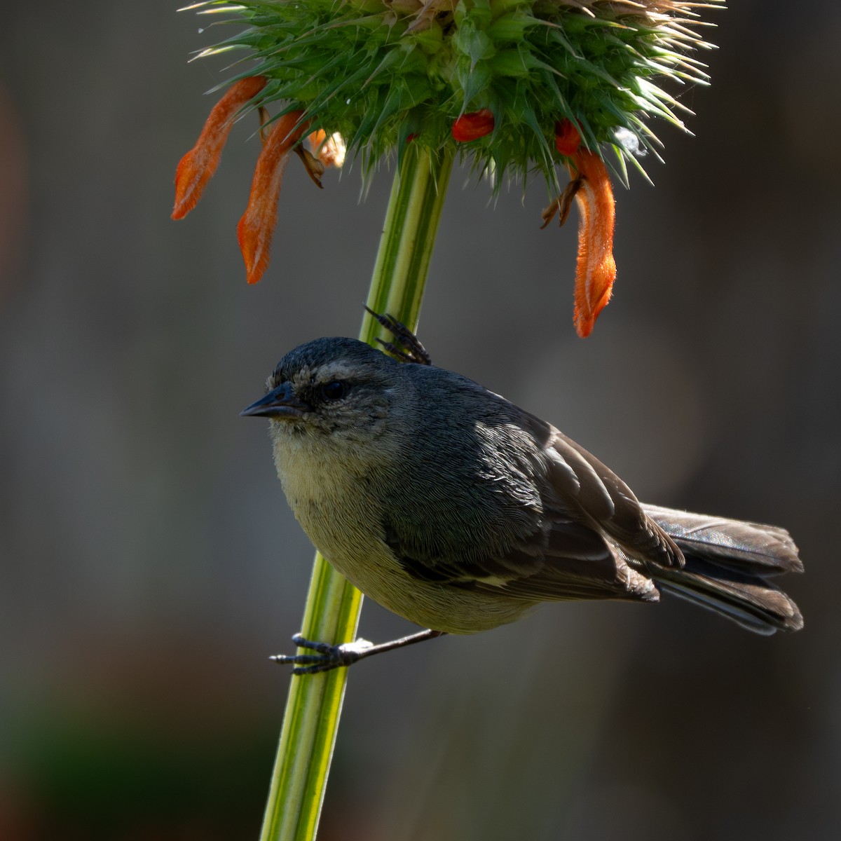 Тамаруго сірий - ML646083049