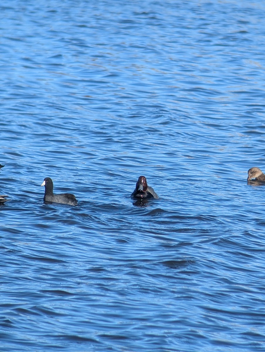 Попелюх американський - ML646083050