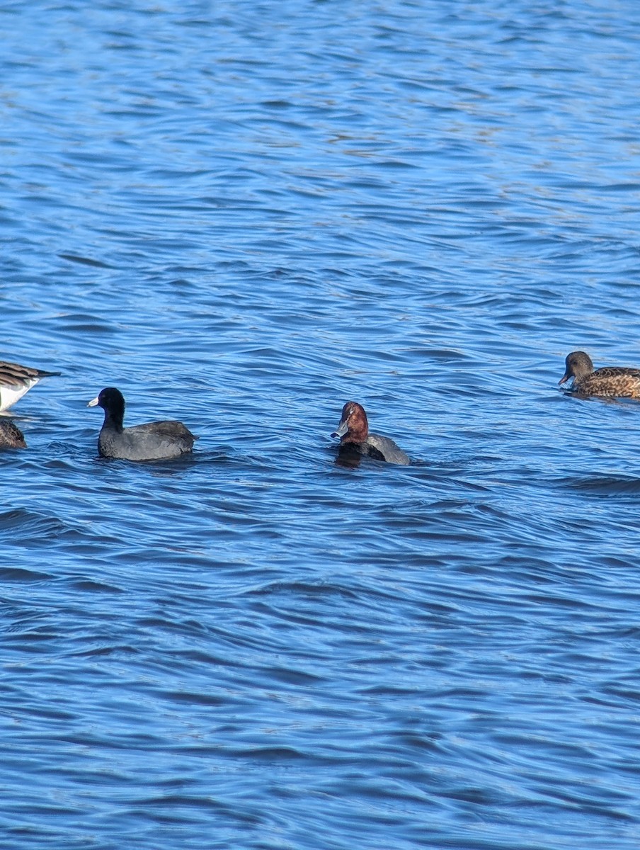 Попелюх американський - ML646083051