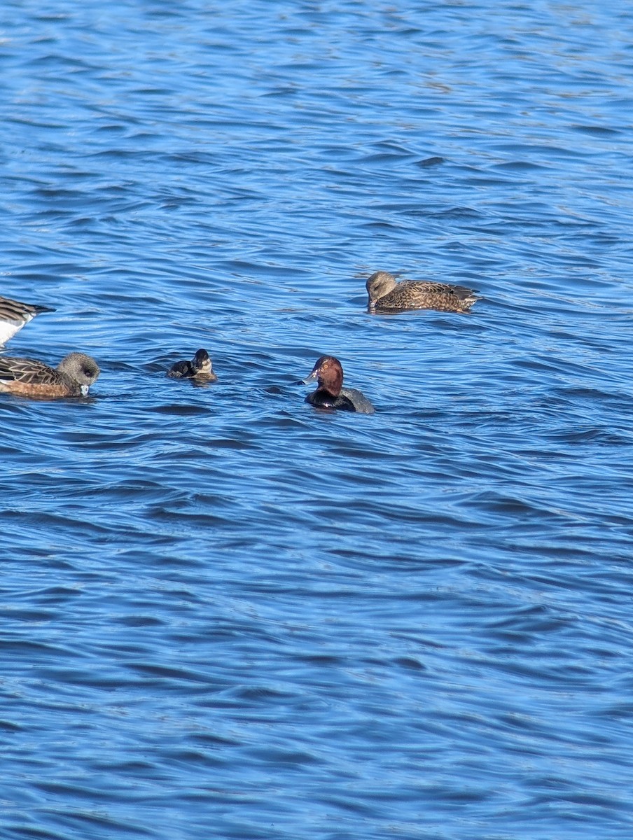 Попелюх американський - ML646083052