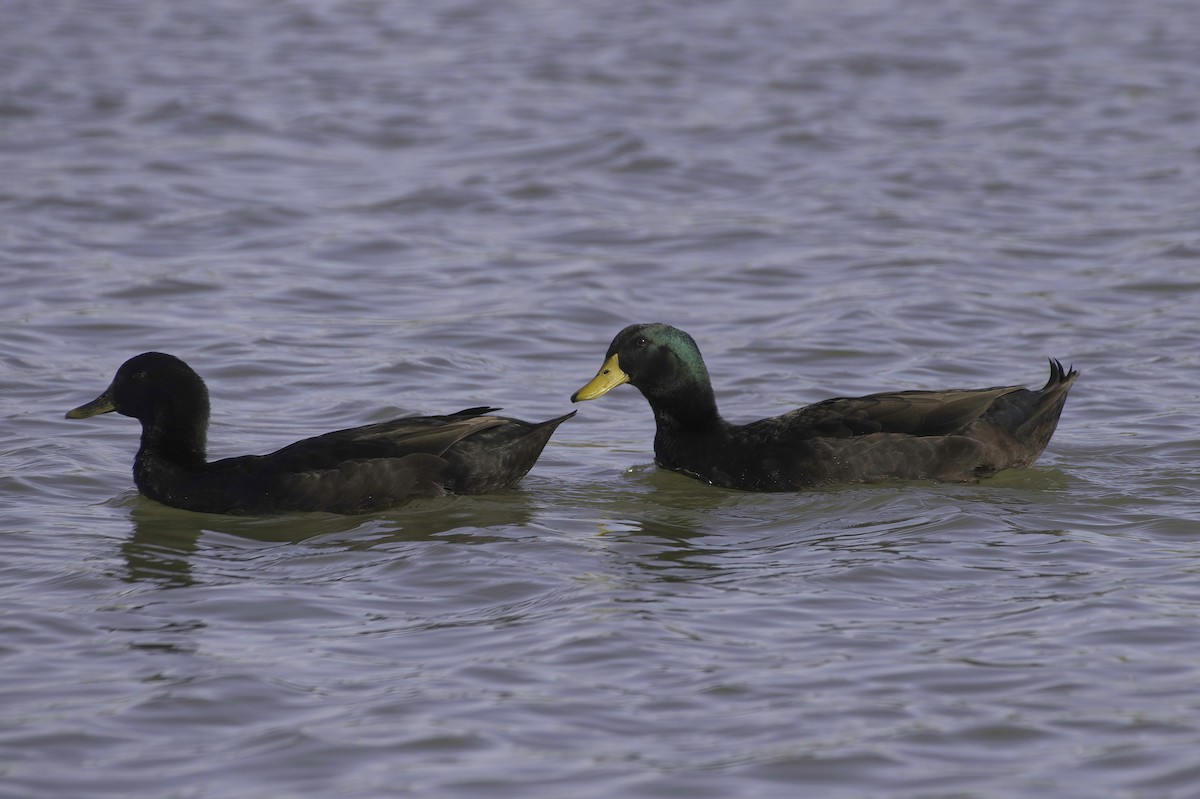Крижень (свійський) - ML646083053