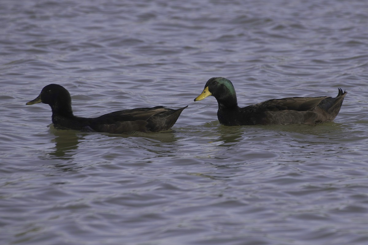 Крижень (свійський) - ML646083055