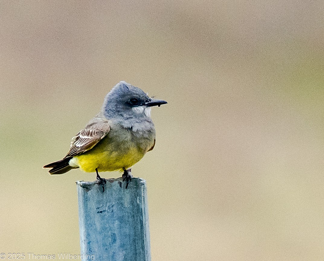 Тиран-крикун - ML646083061