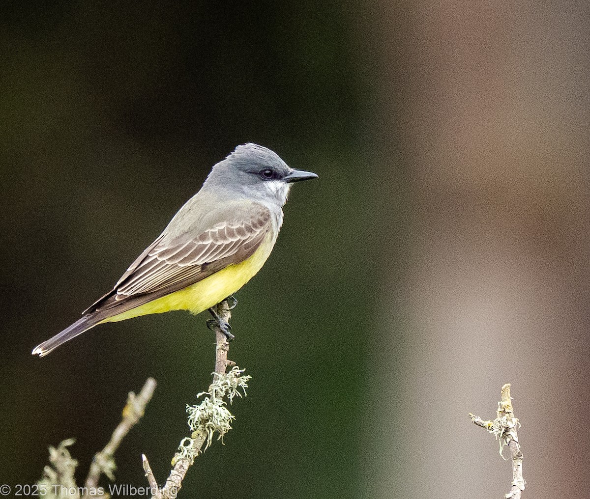 Тиран-крикун - ML646083062