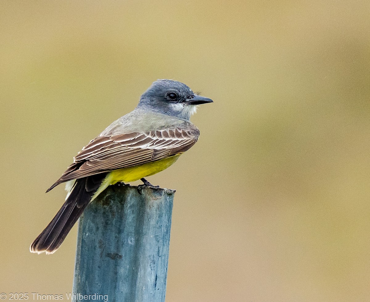 Тиран-крикун - ML646083063