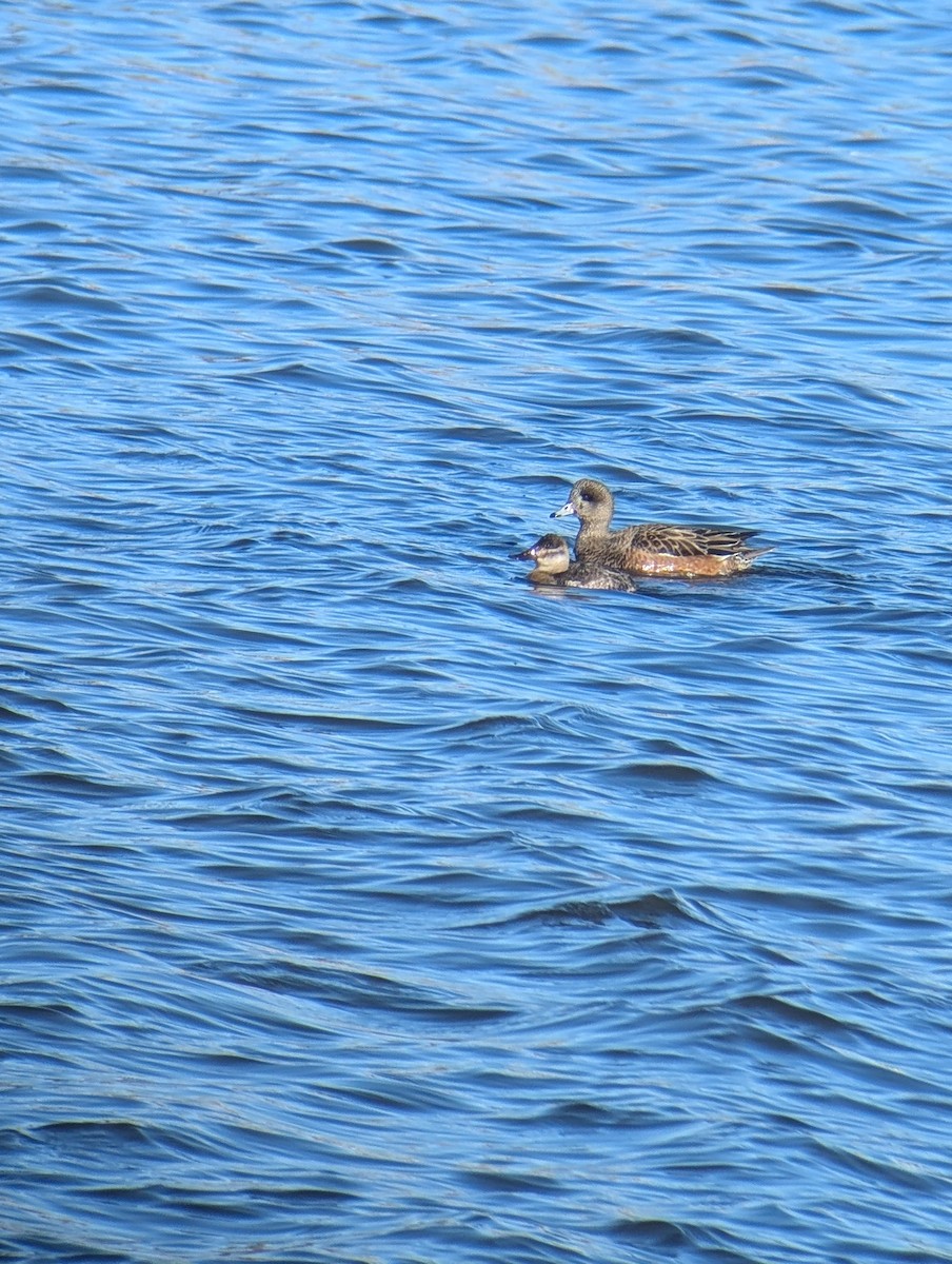 Ruddy Duck - ML646083067