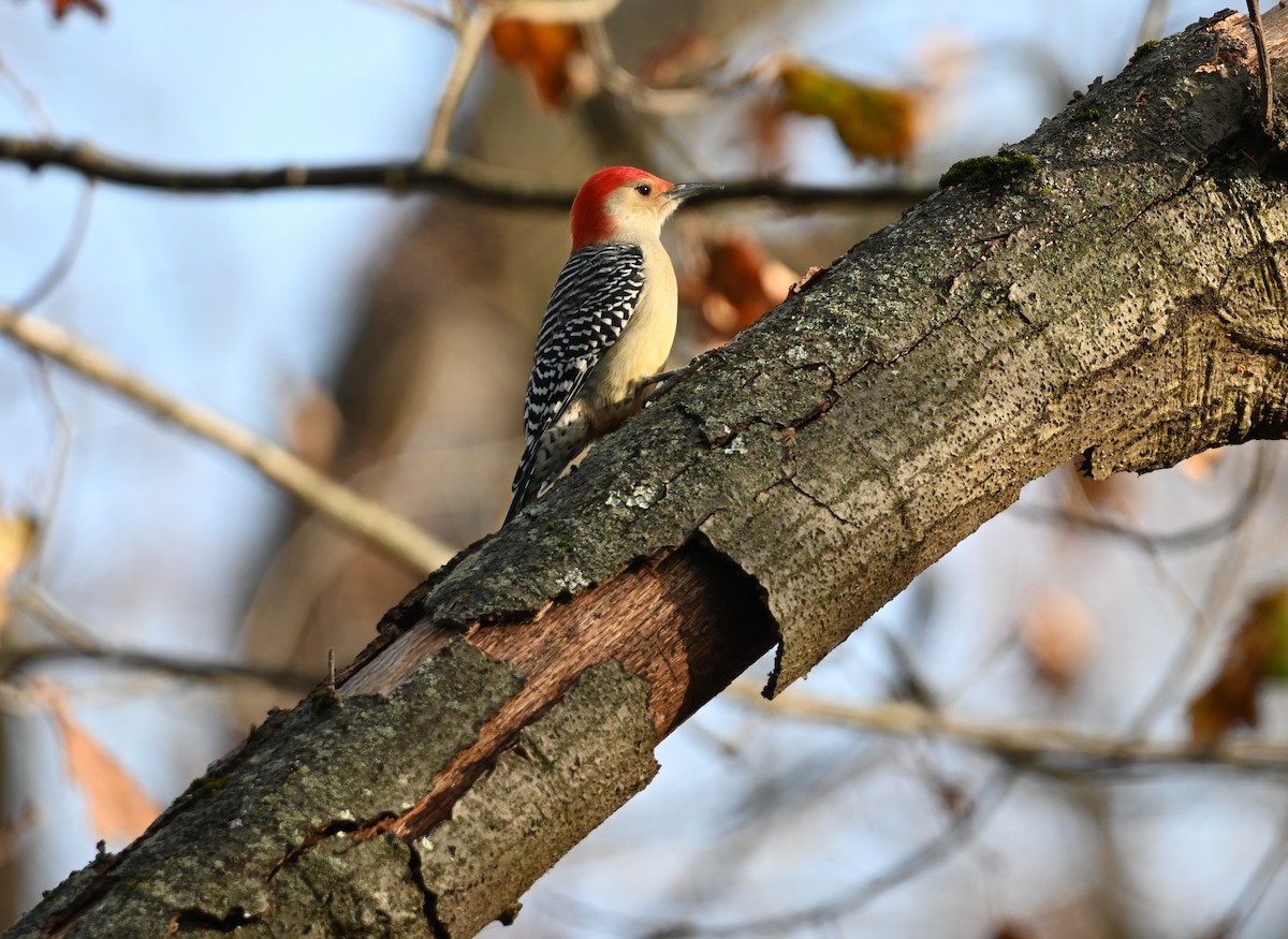 Red-bellied Woodpecker - ML646083076