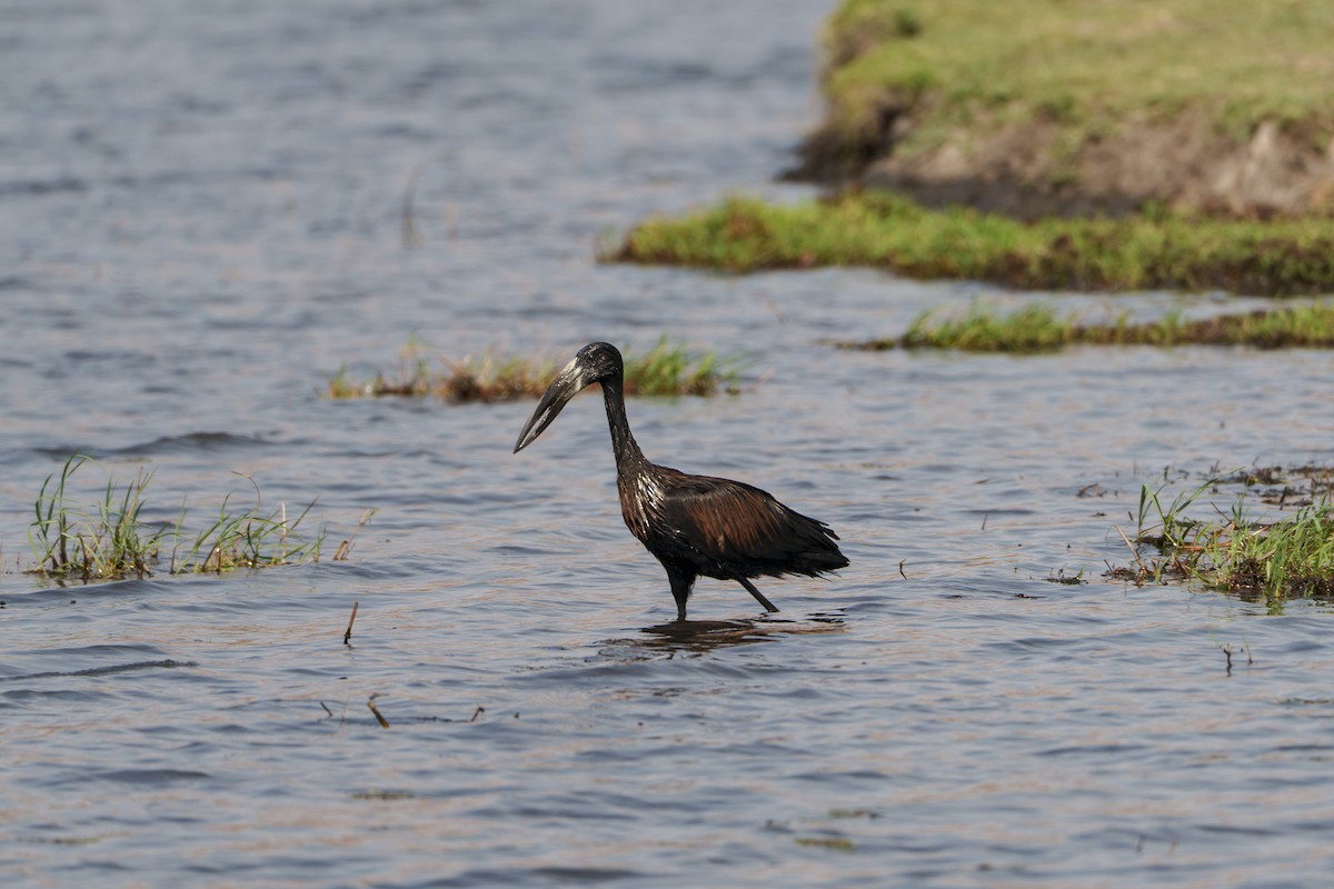 African Openbill - ML646083087